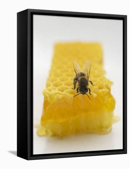 Bee on Honeycomb-null-Framed Stretched Canvas