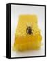 Bee on Honeycomb-null-Framed Stretched Canvas