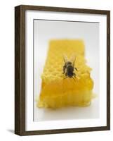 Bee on Honeycomb-null-Framed Photographic Print