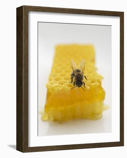 Bee on Honeycomb-null-Framed Photographic Print