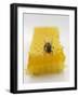 Bee on Honeycomb-null-Framed Photographic Print