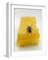 Bee on Honeycomb-null-Framed Photographic Print