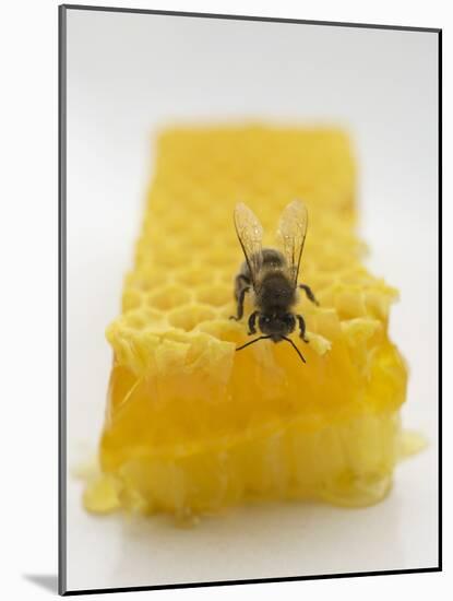 Bee on Honeycomb-null-Mounted Photographic Print