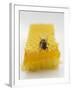 Bee on Honeycomb-null-Framed Photographic Print