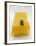 Bee on Honeycomb-null-Framed Photographic Print