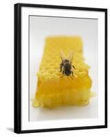 Bee on Honeycomb-null-Framed Photographic Print