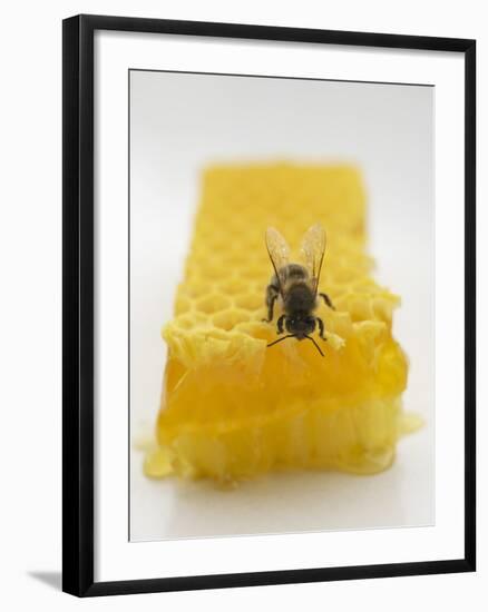 Bee on Honeycomb-null-Framed Photographic Print