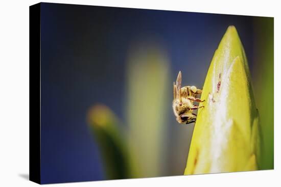 Bee on Protea-Pixie Pics-Stretched Canvas