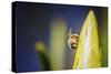 Bee on Protea-Pixie Pics-Stretched Canvas