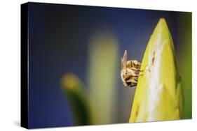 Bee on Protea-Pixie Pics-Stretched Canvas
