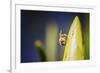 Bee on Protea-Pixie Pics-Framed Photographic Print