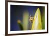 Bee on Protea-Pixie Pics-Framed Photographic Print