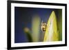 Bee on Protea-Pixie Pics-Framed Photographic Print