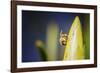 Bee on Protea-Pixie Pics-Framed Photographic Print