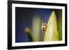 Bee on Protea-Pixie Pics-Framed Photographic Print