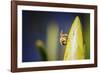 Bee on Protea-Pixie Pics-Framed Photographic Print