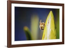 Bee on Protea-Pixie Pics-Framed Photographic Print