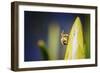 Bee on Protea-Pixie Pics-Framed Photographic Print