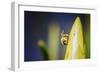 Bee on Protea-Pixie Pics-Framed Photographic Print