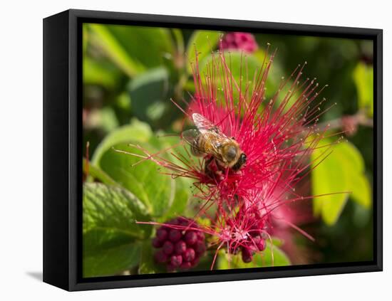 Bee On Red Flower-Robert Michaud-Framed Stretched Canvas