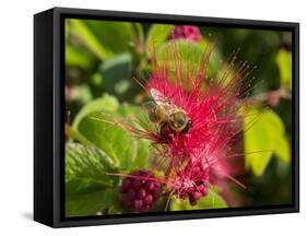 Bee On Red Flower-Robert Michaud-Framed Stretched Canvas