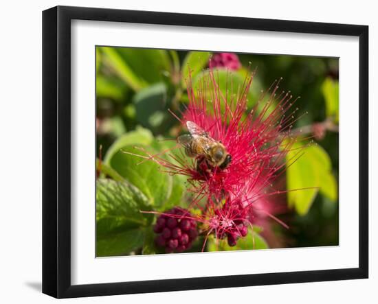 Bee On Red Flower-Robert Michaud-Framed Giclee Print