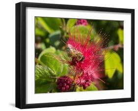 Bee On Red Flower-Robert Michaud-Framed Giclee Print