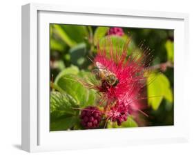 Bee On Red Flower-Robert Michaud-Framed Giclee Print