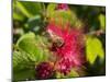 Bee On Red Flower-Robert Michaud-Mounted Giclee Print