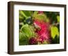 Bee On Red Flower-Robert Michaud-Framed Giclee Print