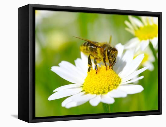 Bee On The Chamomile Flower-Ale-ks-Framed Stretched Canvas