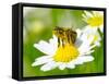 Bee On The Chamomile Flower-Ale-ks-Framed Stretched Canvas