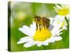 Bee On The Chamomile Flower-Ale-ks-Stretched Canvas