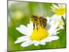 Bee On The Chamomile Flower-Ale-ks-Mounted Photographic Print