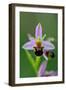 Bee Orchid, Lorraine Regional Natural Park, France-Benjamin Barthelemy-Framed Photographic Print