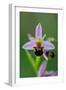 Bee Orchid, Lorraine Regional Natural Park, France-Benjamin Barthelemy-Framed Photographic Print