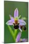 Bee Orchid, Lorraine Regional Natural Park, France-Benjamin Barthelemy-Mounted Photographic Print