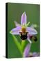 Bee Orchid, Lorraine Regional Natural Park, France-Benjamin Barthelemy-Stretched Canvas