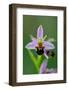 Bee Orchid, Lorraine Regional Natural Park, France-Benjamin Barthelemy-Framed Photographic Print