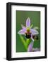 Bee Orchid, Lorraine Regional Natural Park, France-Benjamin Barthelemy-Framed Photographic Print