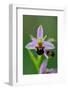 Bee Orchid, Lorraine Regional Natural Park, France-Benjamin Barthelemy-Framed Photographic Print