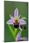 Bee Orchid, Lorraine Regional Natural Park, France-Benjamin Barthelemy-Mounted Photographic Print