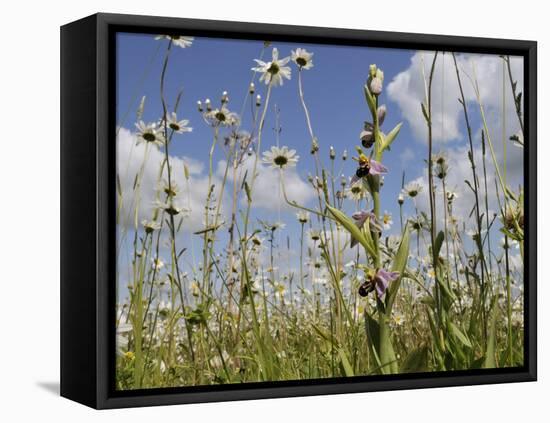 Bee Orchid (Ophrys Apifera) in Meadow and Ox-Eye Daisies (Leucanthemum Vulgare), Wiltshire, England-Nick Upton-Framed Stretched Canvas