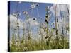 Bee Orchid (Ophrys Apifera) in Meadow and Ox-Eye Daisies (Leucanthemum Vulgare), Wiltshire, England-Nick Upton-Stretched Canvas