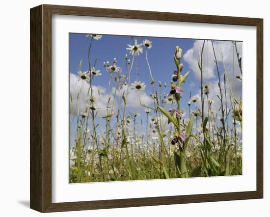 Bee Orchid (Ophrys Apifera) in Meadow and Ox-Eye Daisies (Leucanthemum Vulgare), Wiltshire, England-Nick Upton-Framed Photographic Print