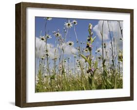 Bee Orchid (Ophrys Apifera) in Meadow and Ox-Eye Daisies (Leucanthemum Vulgare), Wiltshire, England-Nick Upton-Framed Photographic Print