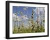 Bee Orchid (Ophrys Apifera) in Meadow and Ox-Eye Daisies (Leucanthemum Vulgare), Wiltshire, England-Nick Upton-Framed Photographic Print