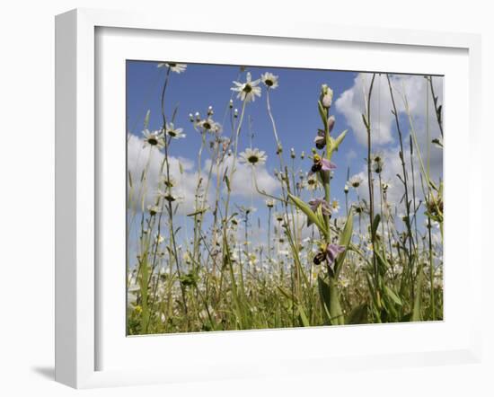 Bee Orchid (Ophrys Apifera) in Meadow and Ox-Eye Daisies (Leucanthemum Vulgare), Wiltshire, England-Nick Upton-Framed Photographic Print