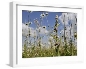 Bee Orchid (Ophrys Apifera) in Meadow and Ox-Eye Daisies (Leucanthemum Vulgare), Wiltshire, England-Nick Upton-Framed Photographic Print