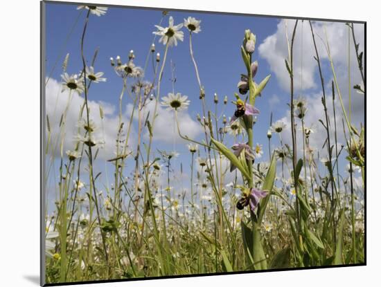 Bee Orchid (Ophrys Apifera) in Meadow and Ox-Eye Daisies (Leucanthemum Vulgare), Wiltshire, England-Nick Upton-Mounted Photographic Print